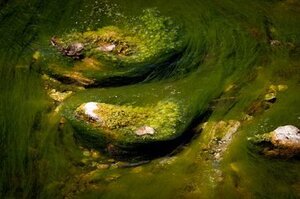 Data4 launches new project which could use waste heat to grow algae