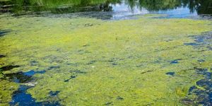 Green innovations: Microsoft research proposes algae, hemp and mushrooms to build data centers