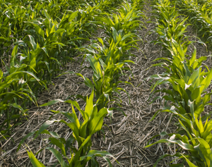 Microsoft signs carbon removal deal with Indigo AG