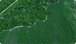 Microsoft signs carbon removal project in Brazil
