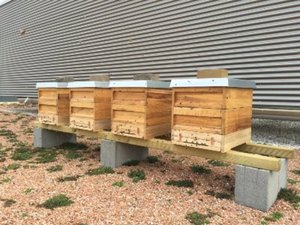 NTT's bee project